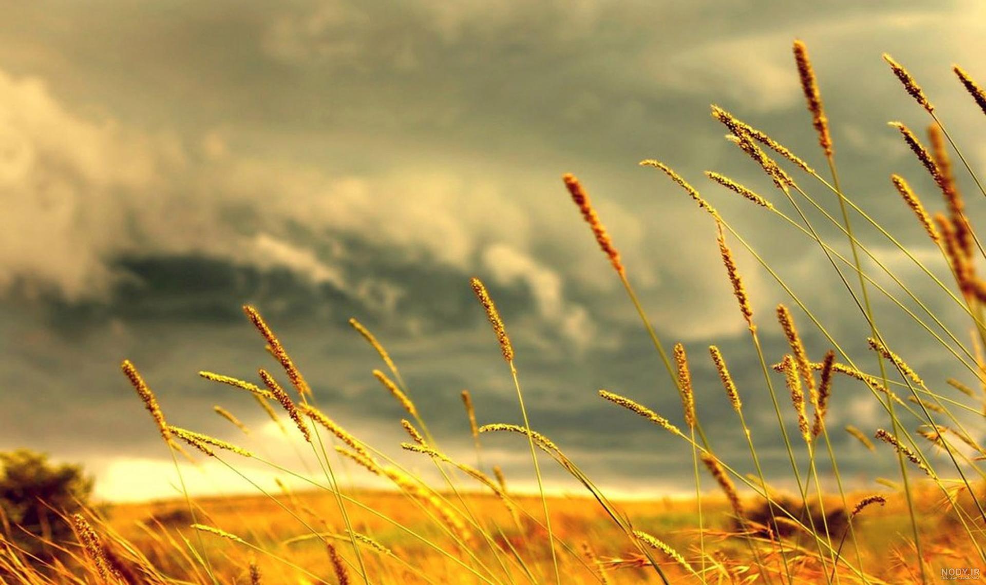 عکس گندم زیبا عکس گندم زیبا