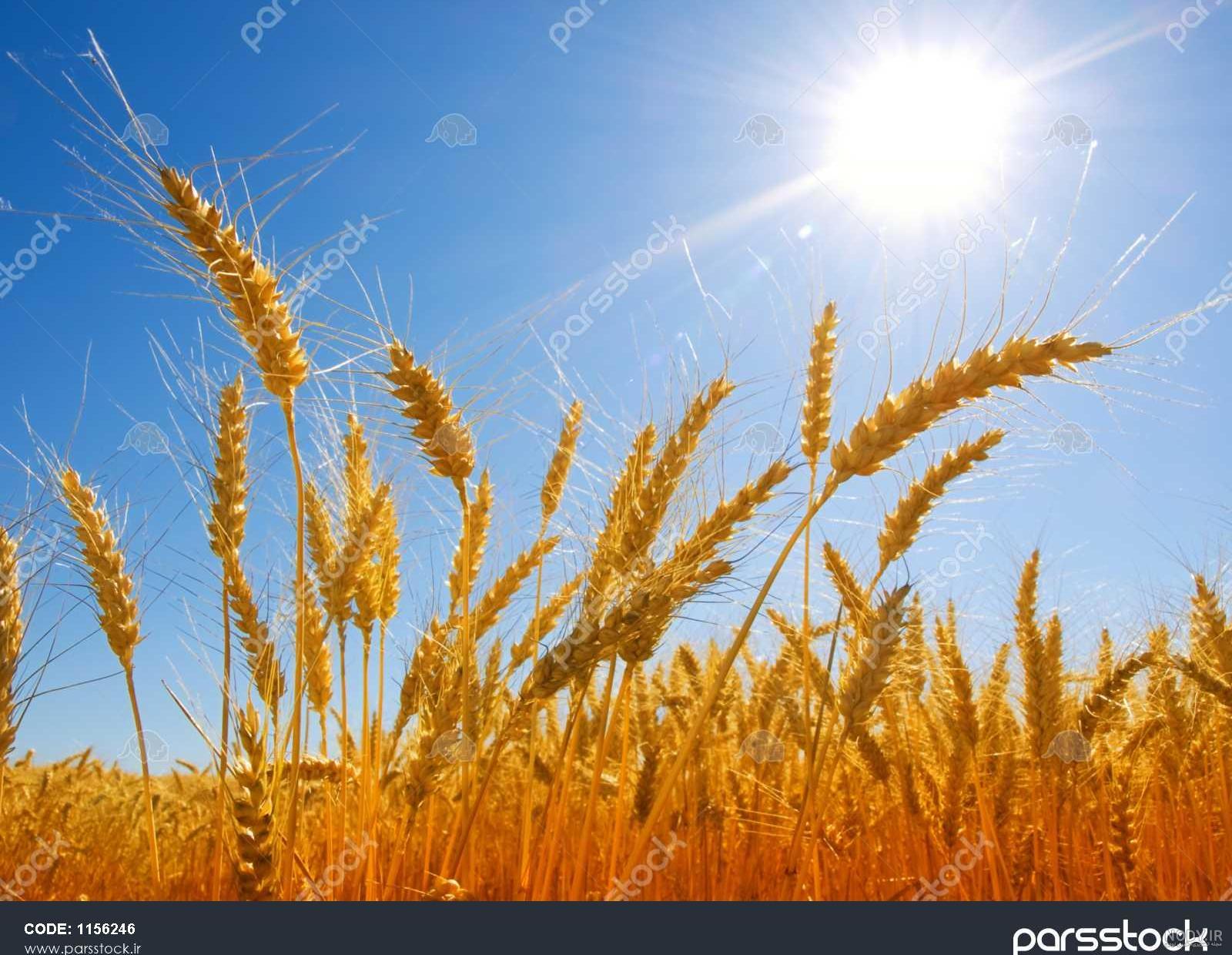 عکس گندم کوچولو عکس گندم کوچولو