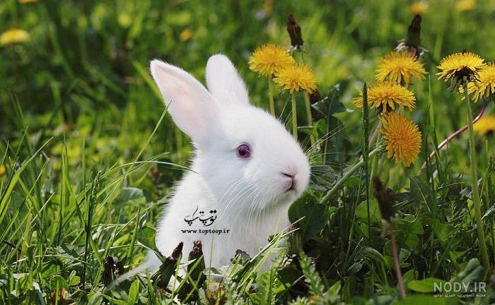نقاشی خرگوش با دست نقاشی خرگوش با دست
