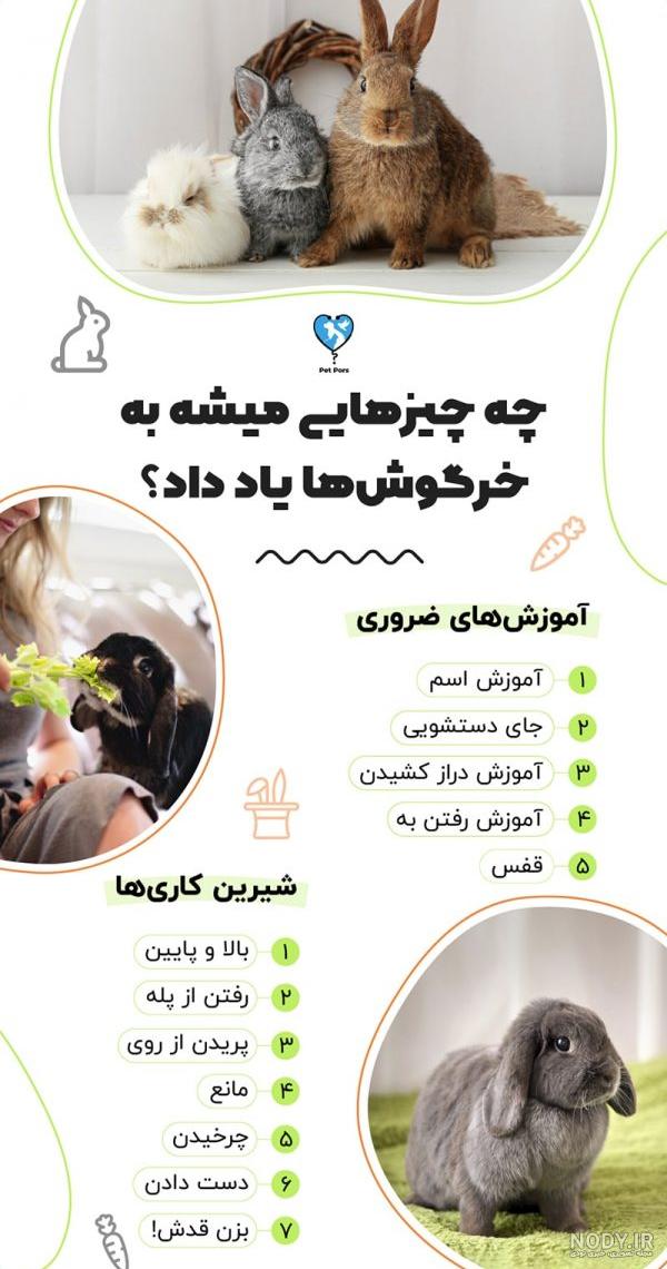 نقاشی خرگوش بازیگوش نقاشی خرگوش بازیگوش