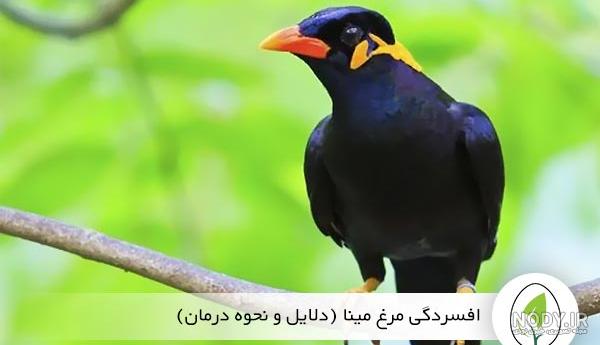 بهترین نژاد مرغ مینا برای حرف زدن بهترین نژاد مرغ مینا برای حرف زدن