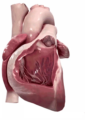 تصویر زمینه قلب نصفه تصویر زمینه قلب نصفه