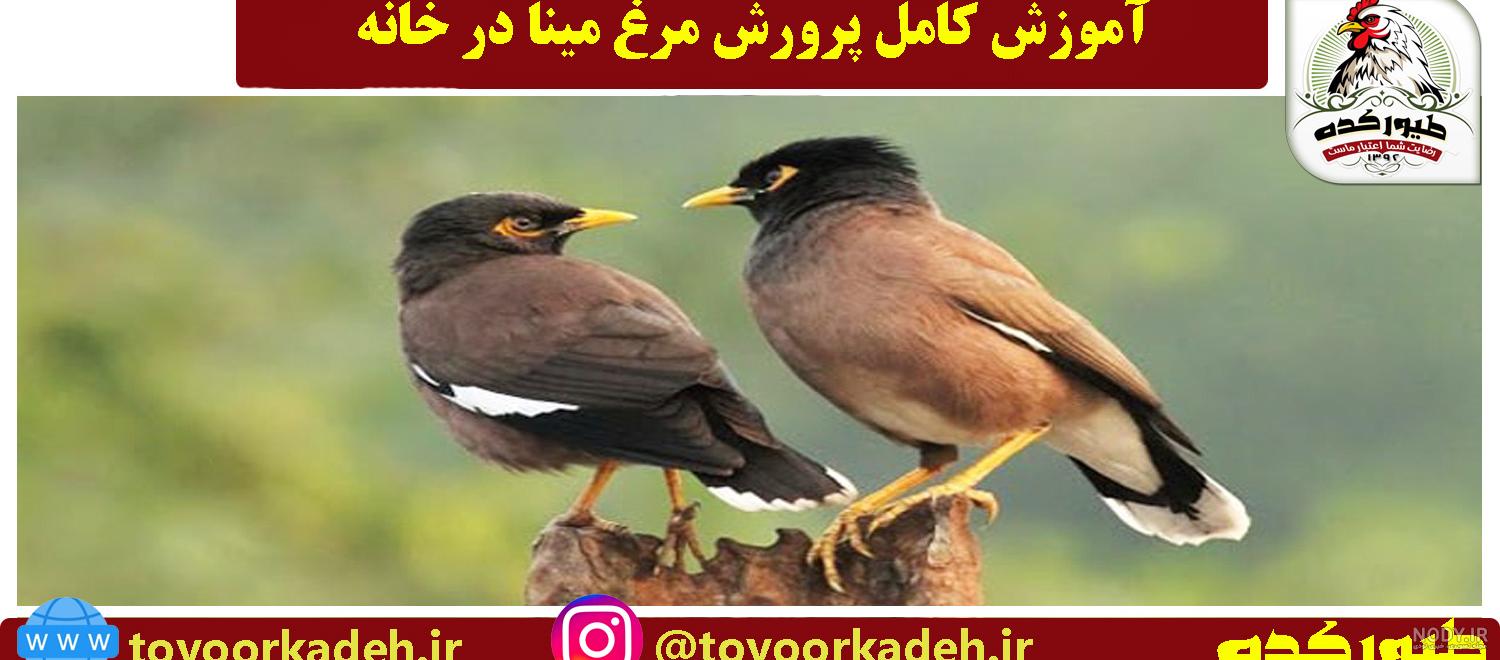 خصوصیات مرغ مینا خوب خصوصیات مرغ مینا خوب