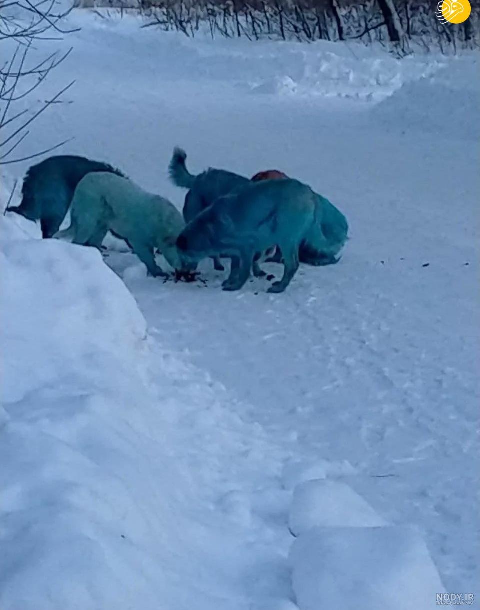 سگ آبی آمریکای شمالی سگ آبی آمریکای شمالی