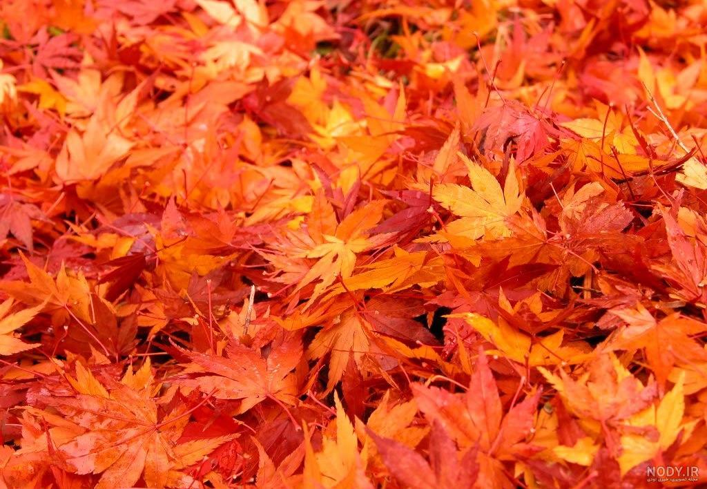 عکس برگ برای طراحی عکس برگ برای طراحی