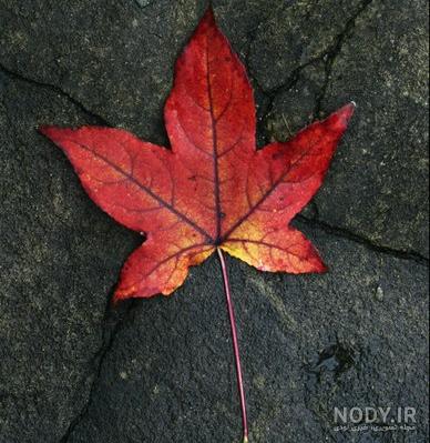 عکس برگ سبز خودرو عکس برگ سبز خودرو