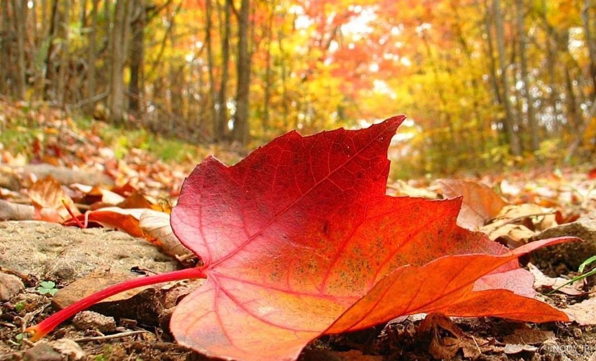 عکس برگ پاییزی روی آب عکس برگ پاییزی روی آب