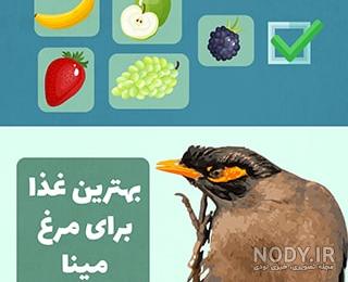 عکس جوجه مینا یک روزه عکس جوجه مینا یک روزه