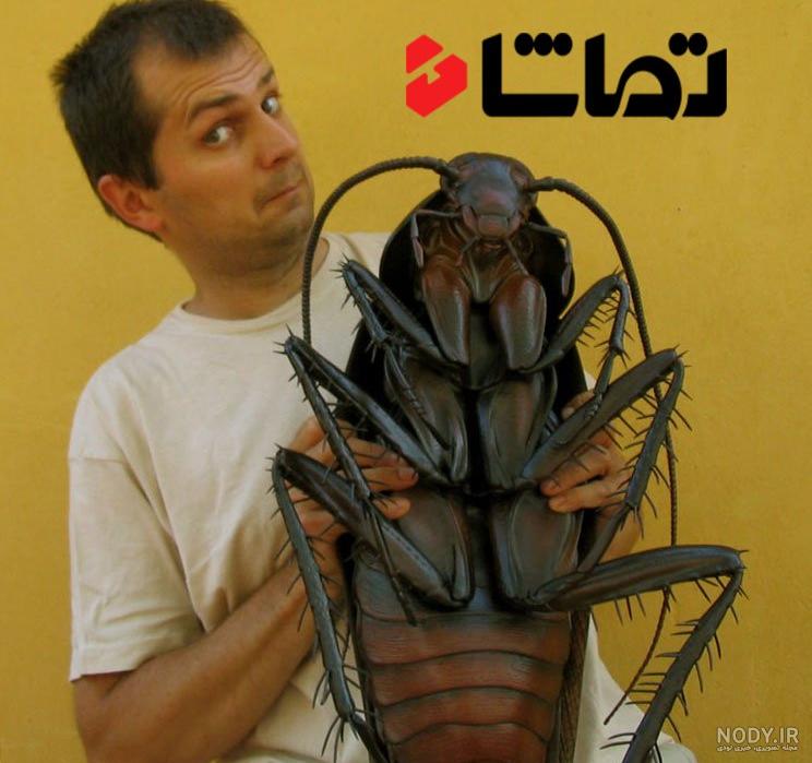 عکس سوسک ترسناک عکس سوسک ترسناک