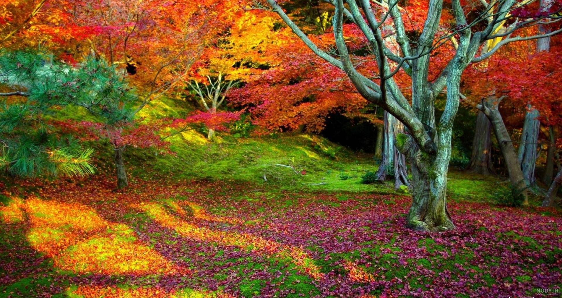 عکس طبیعت پاییز هزار رنگ