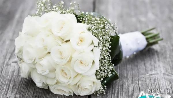 عکس گل رز قرمز و سفید عکس گل رز قرمز و سفید