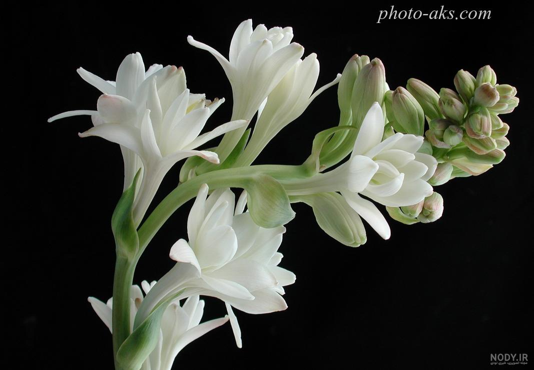 عکس گل نوشته دار عکس گل نوشته دار