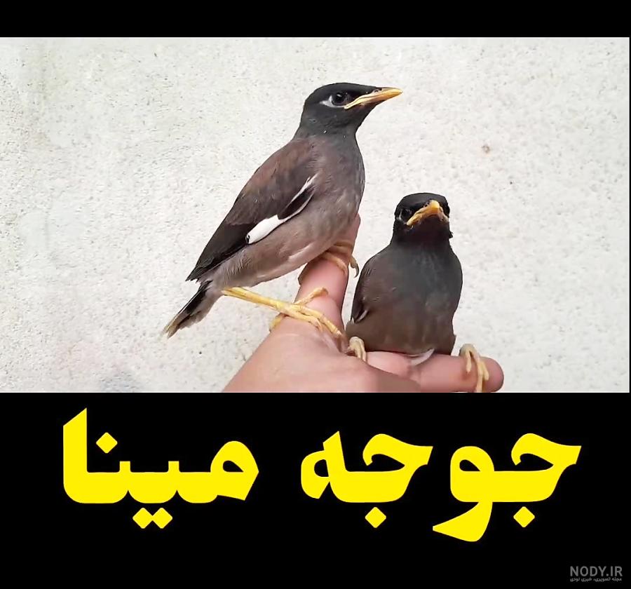 فصل خرید جوجه مینا فصل خرید جوجه مینا