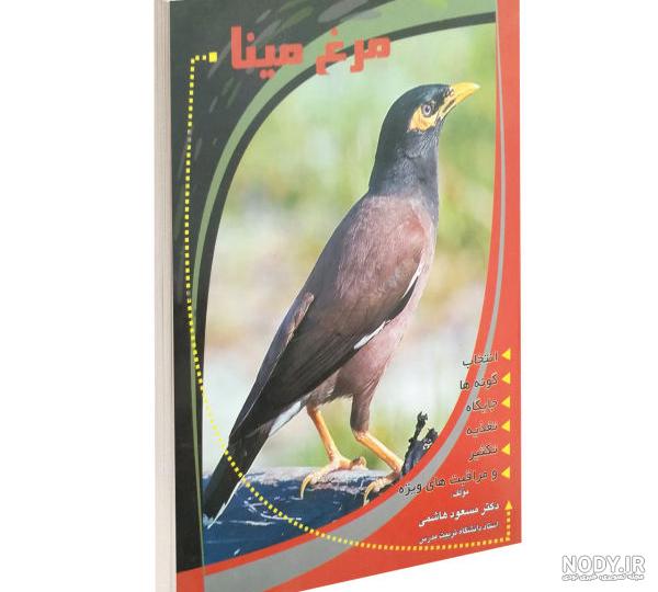 قیمت مرغ مینا سخنگو در تهران قیمت مرغ مینا سخنگو در تهران