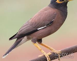 مرغ مینا سخنگو مرغ مینا سخنگو