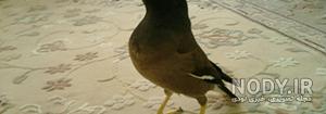 مرغ مینا سخنگو مرغ مینا سخنگو