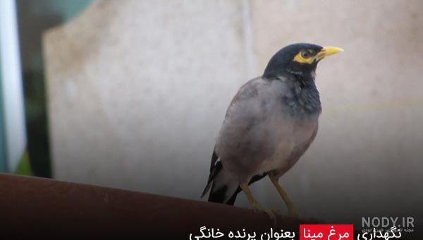 مرغ مینا سخنگو دالفک مرغ مینا سخنگو دالفک