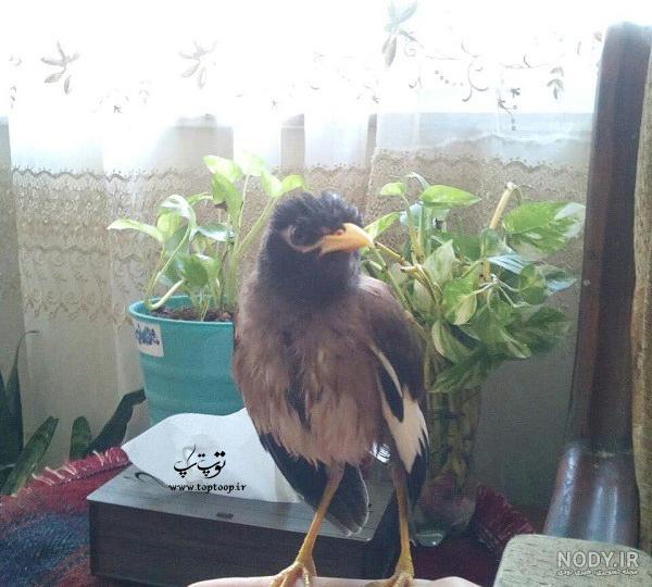 مرغ مینا سخنگو دیوار مرغ مینا سخنگو دیوار