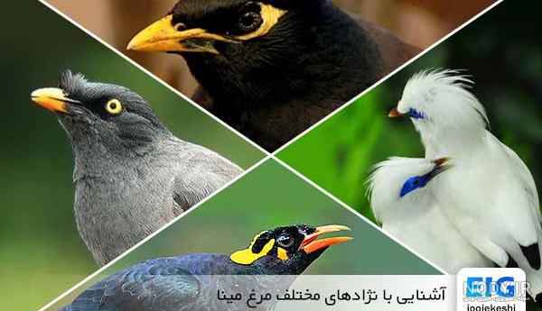 مرغ مینا سفید سخنگو مرغ مینا سفید سخنگو