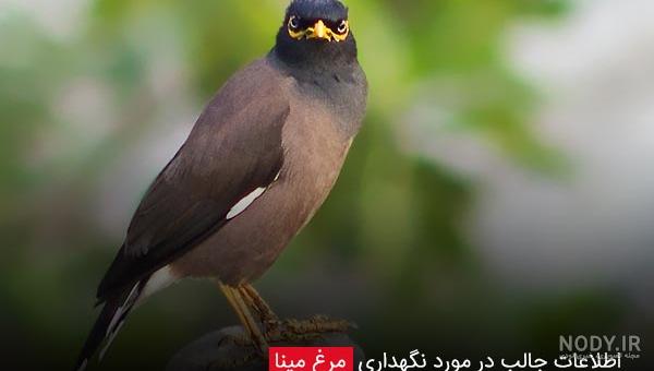 مرغ مینا گونه نماینده مرغ مینا گونه نماینده