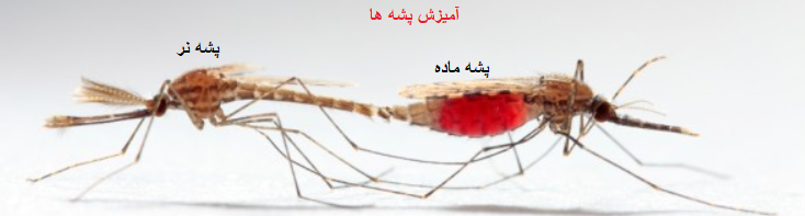 پشه خونخوار پشه خونخوار