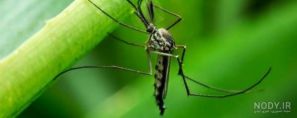 پشه سیاه بالدار پشه سیاه بالدار
