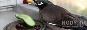چگونه مرغ مینا را دستی کنیم چگونه مرغ مینا را دستی کنیم