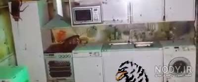 بزرگترین سوسک جهان بزرگترین سوسک جهان