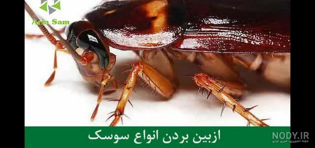 بهترین سم برای از بین بردن سوسک بهترین سم برای از بین بردن سوسک