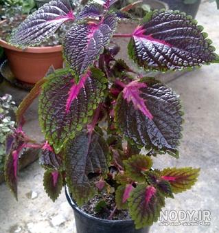 خواص گل حسن یوسف در خانه خواص گل حسن یوسف در خانه