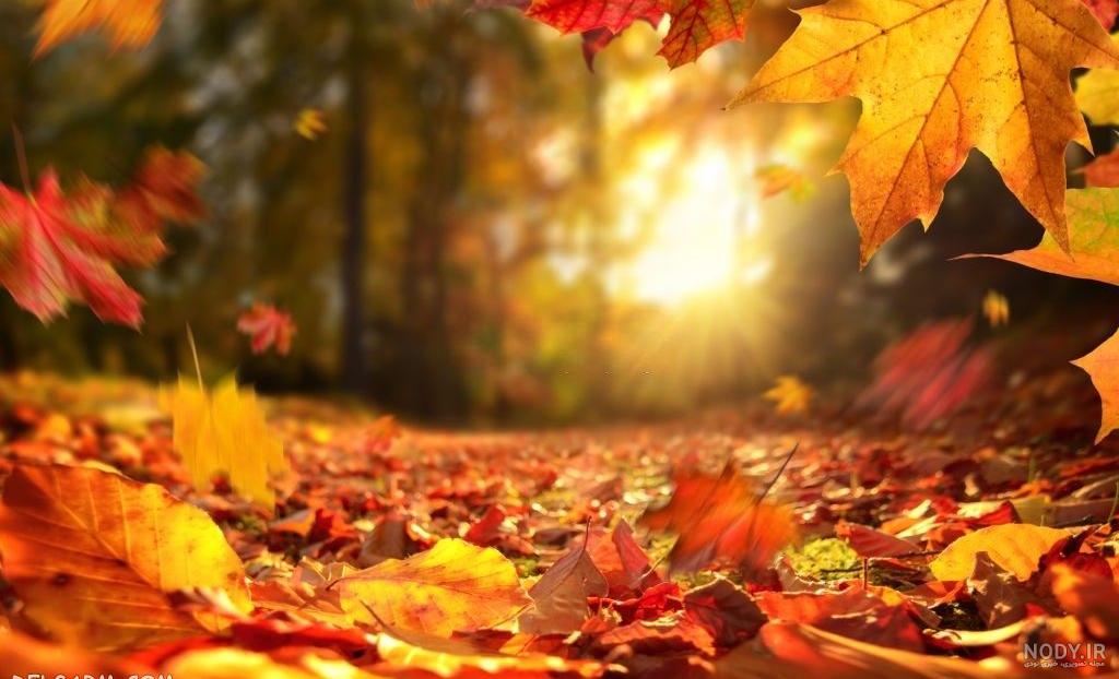 عکس برگ برای پس زمینه عکس برگ برای پس زمینه