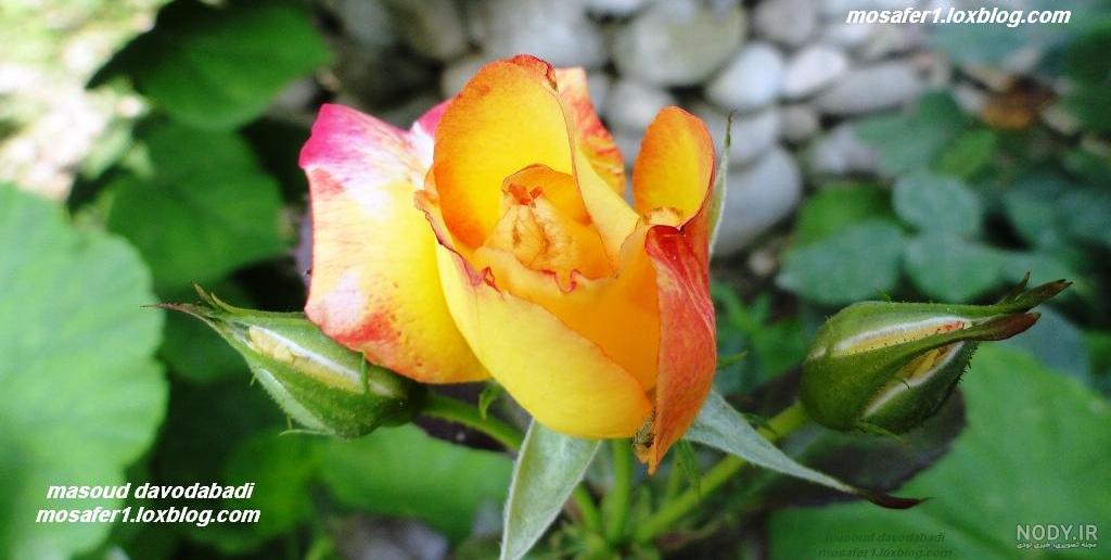 عکس دست عاشقانه