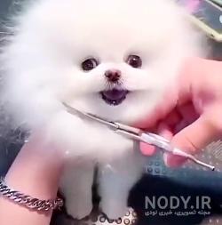 عکس سگ تو جیبی سفید