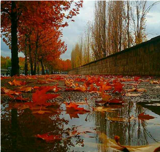 عکس پاییزی و بارانی عکس پاییزی و بارانی