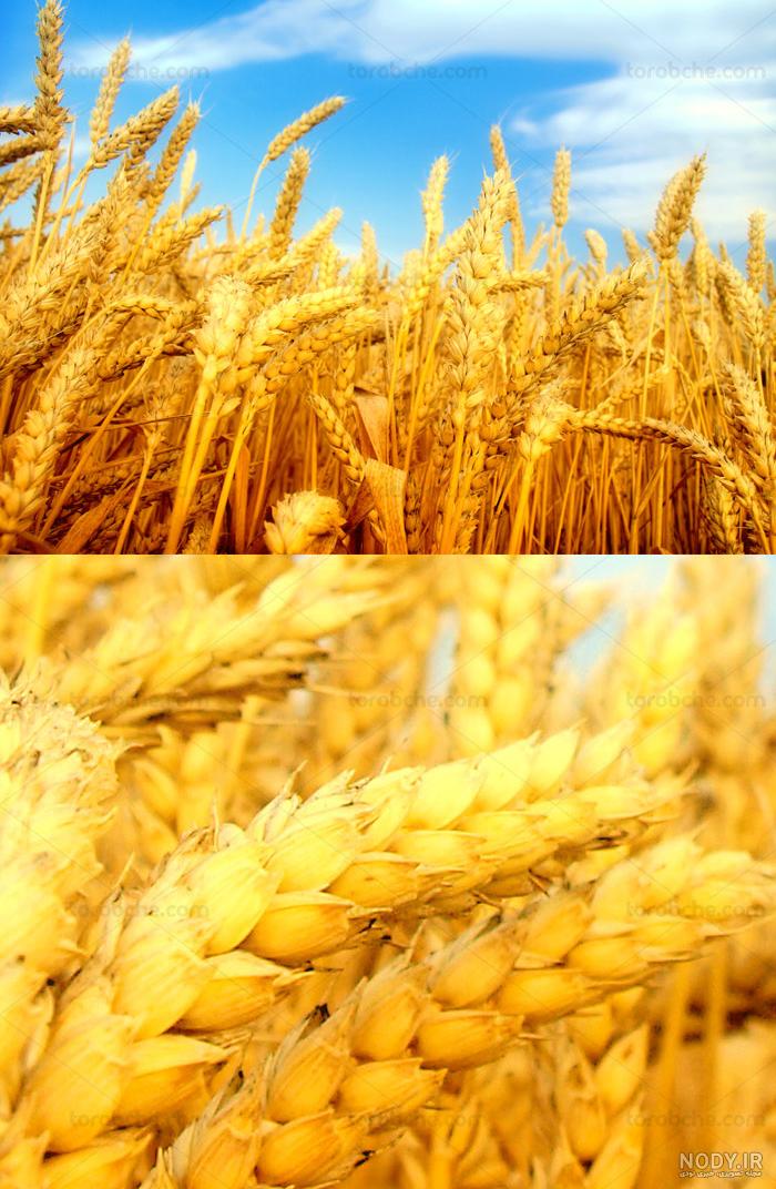 عکس پروفایل گندم عکس پروفایل گندم