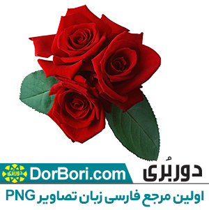 عکس گل عشق عکس گل عشق