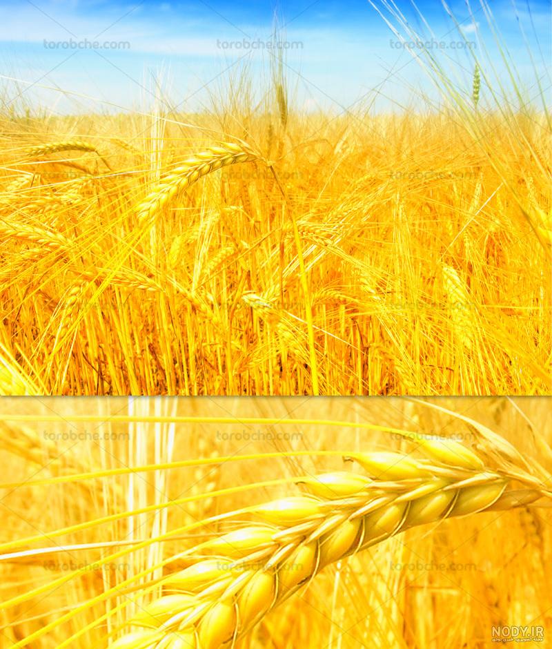 عکس گندم زار با کیفیت بالا عکس گندم زار با کیفیت بالا
