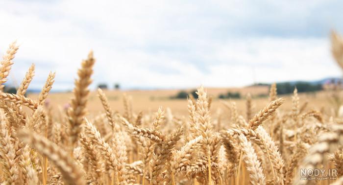 عکس گندم زار با کیفیت بالا عکس گندم زار با کیفیت بالا
