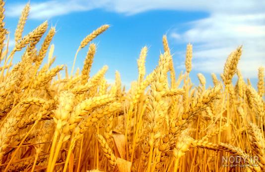 عکس گندم زار طلایی عکس گندم زار طلایی