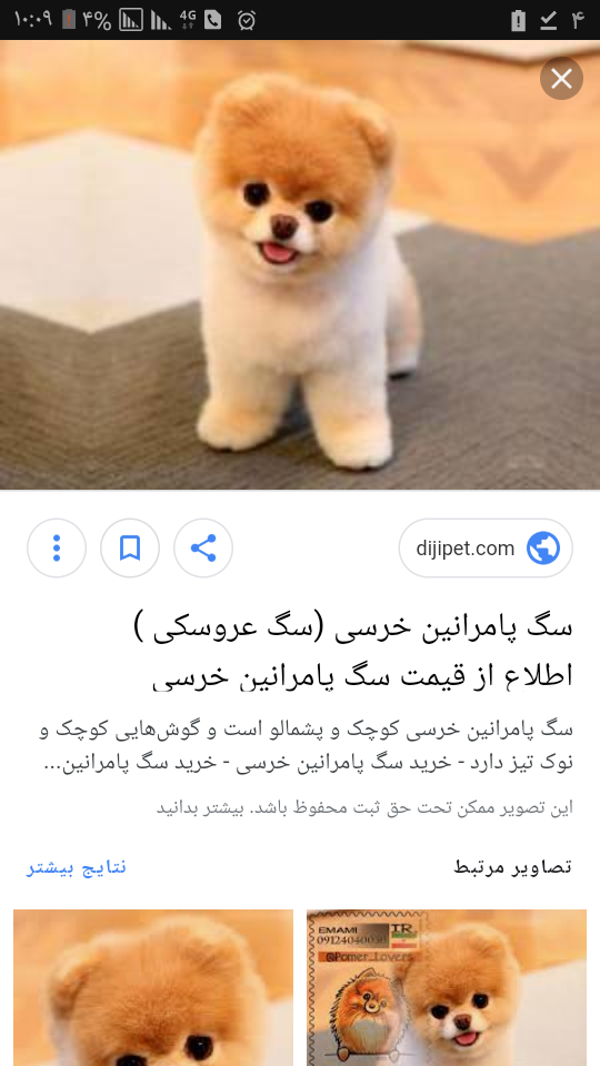 قیمت سگ جیبی ارزان دیوار