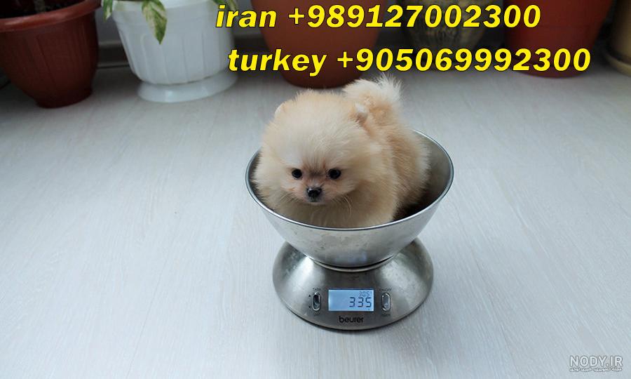 قیمت سگ پشمالو کوچولو