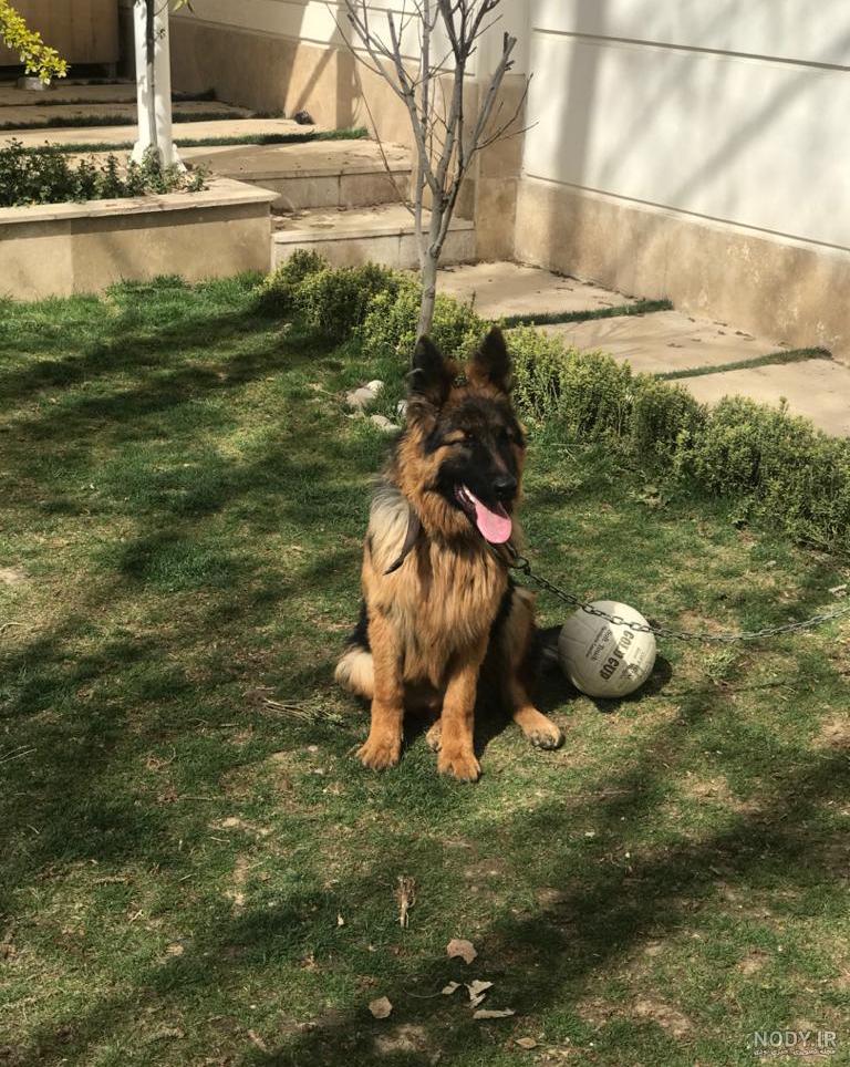 قیمت سگ ژرمن شپرد 2 ماهه