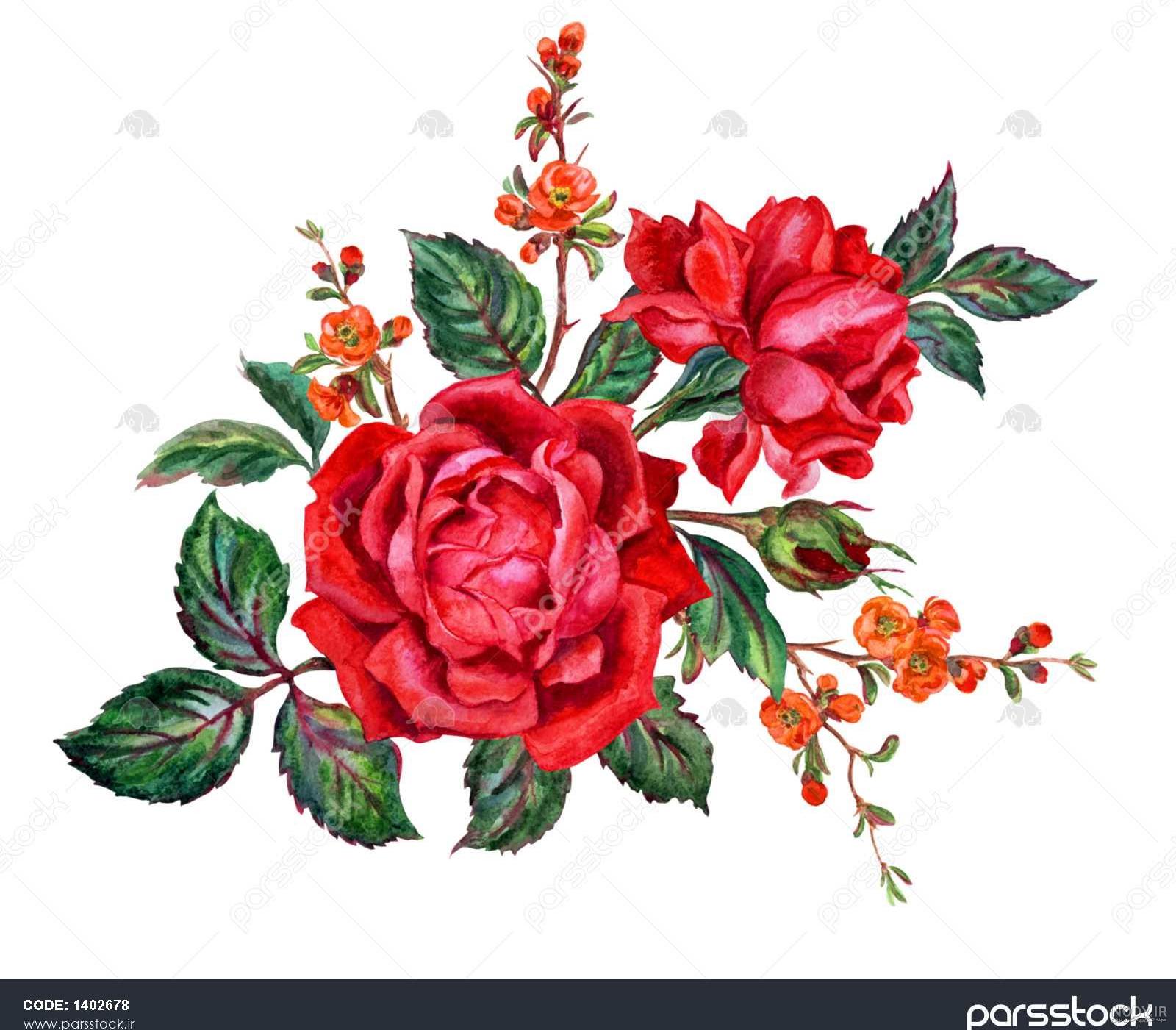 نقاشی گل محمدی ساده