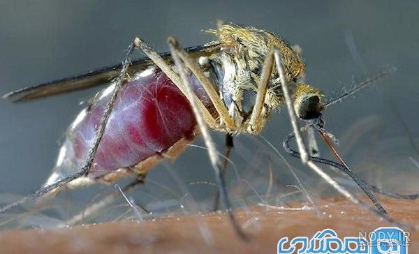 پشه سیاه ریز پشه سیاه ریز