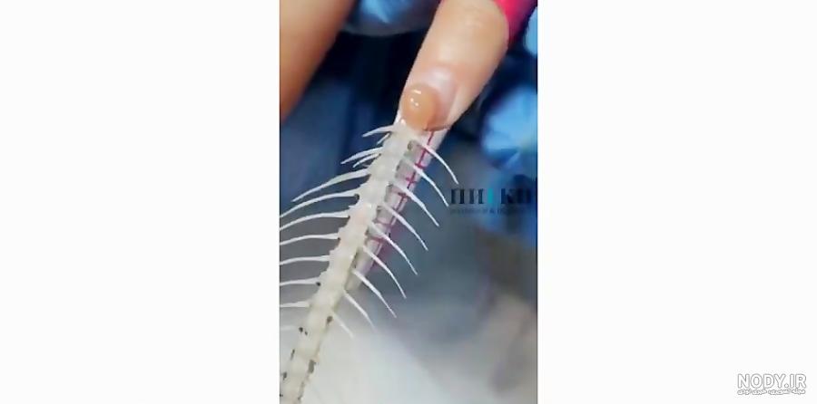 کاشت ناخن کوتاه و طبیعی کاشت ناخن کوتاه و طبیعی