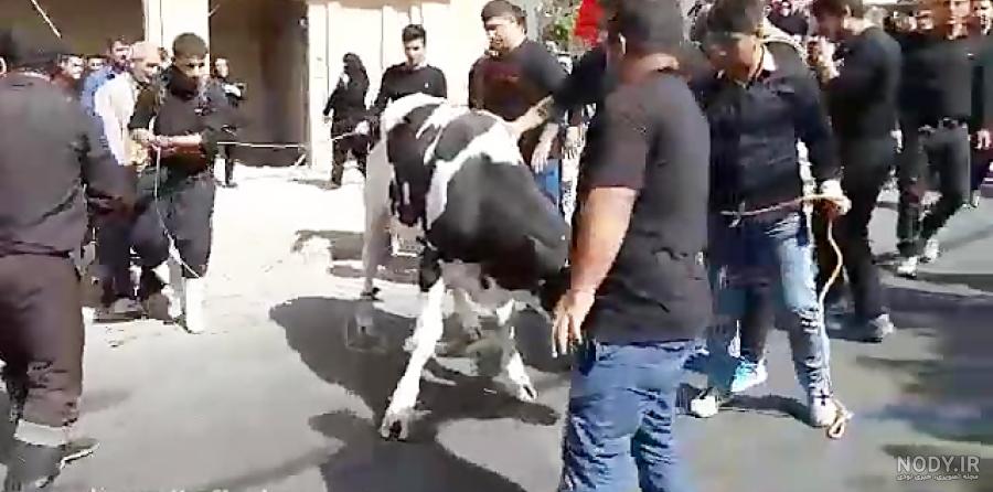 کشتن گاو با برق