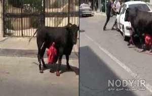 کشتن گاو با تفنگ