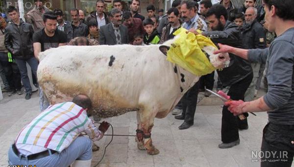 کشتن گاو با چاقو