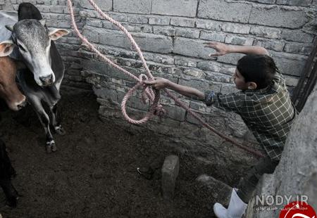 کشتن گاو نر