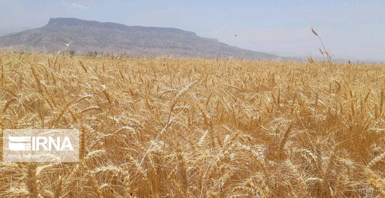 تصویر گندم زار زیبا تصویر گندم زار زیبا